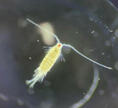 Centropages furcatus