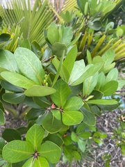 Pittosporum