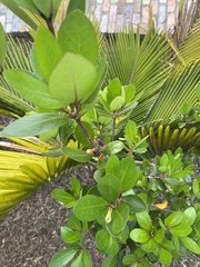 Pittosporum