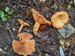 Lactarius thyinos