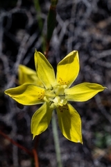Moraea bituminosa