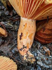Lactarius thyinos