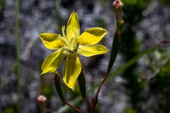 Moraea bituminosa