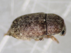 Araecerus
