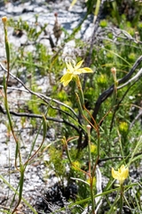 Moraea bituminosa