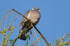 Columba palumbus