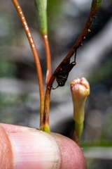 Moraea bituminosa