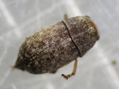 Araecerus