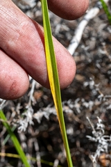 Moraea bituminosa