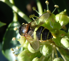 Dasysyrphus tricinctus