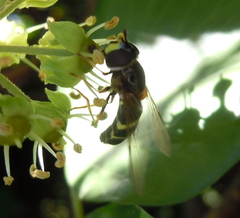 Dasysyrphus tricinctus