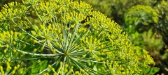 Notobubon galbanum