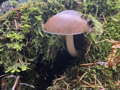 Pluteus exilis