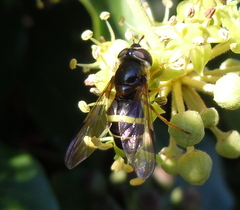 Dasysyrphus tricinctus