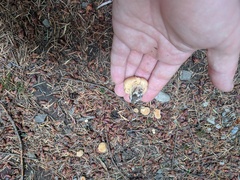 Cantharellus formosus