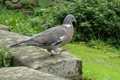 Columba palumbus