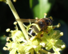 Dasysyrphus tricinctus