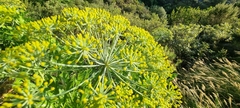 Notobubon galbanum