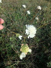 Scabiosa praemontana