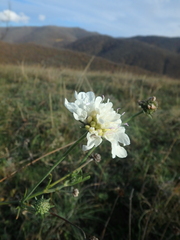 Scabiosa praemontana