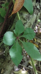 Cissus striata