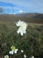 Scabiosa praemontana