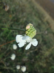 Scabiosa praemontana