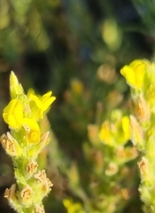 Aspalathus ericifolia
