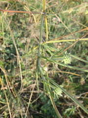 Scabiosa praemontana