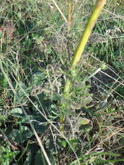 Scabiosa praemontana