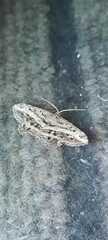 Melanolophia canadaria