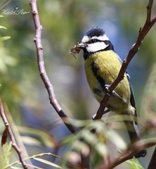 Cyanistes teneriffae