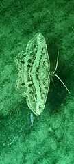 Melanolophia canadaria