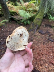 Fomitopsis pinicola