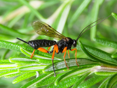 Pimpla rufipes