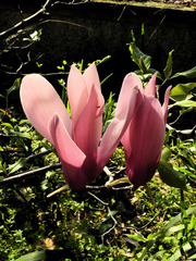 Magnolia liliiflora