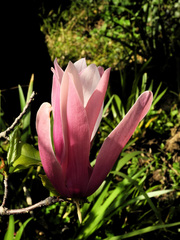 Magnolia liliiflora