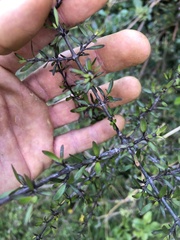 Coprosma microcarpa
