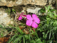 Dianthus balbisii