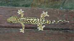 Thecadactylus rapicauda