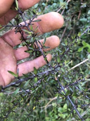 Coprosma microcarpa