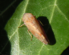 Fieberiella