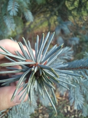Picea glauca × engelmannii