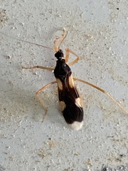 Reduviinae