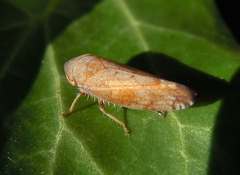 Fieberiella