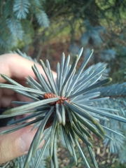 Picea glauca × engelmannii