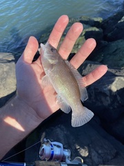 Tautogolabrus adspersus