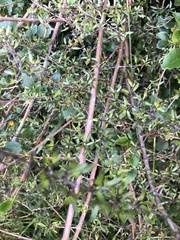 Coprosma microcarpa