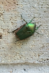 Cotinis mutabilis