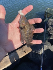 Centropristis striata